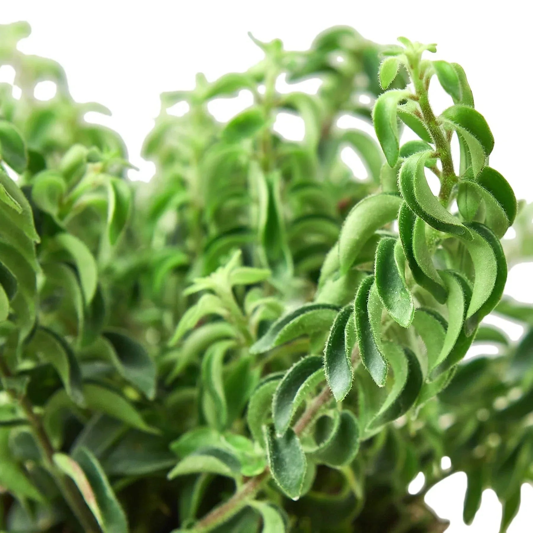 Curly Lipstick Plant indoor potted houseplant with curly fuzzy green leaves on Tampa Home & Garden Store