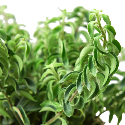 Curly Lipstick Plant indoor potted houseplant with curly fuzzy green leaves on Tampa Home & Garden Store