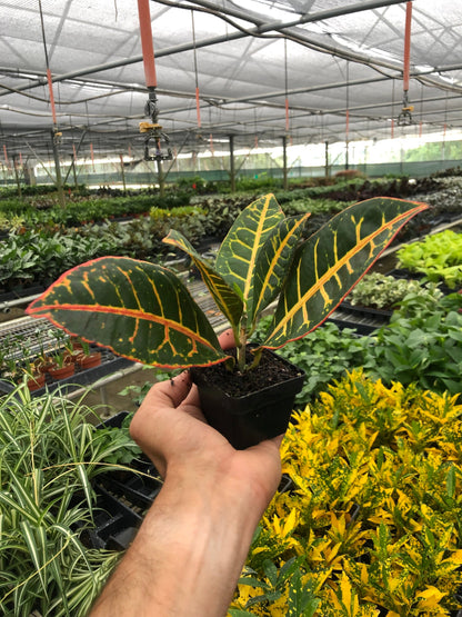Croton Petra Joseph's Coat indoor plant with green leaves and yellow veins and red edges on Tampa Home & Garden Store
