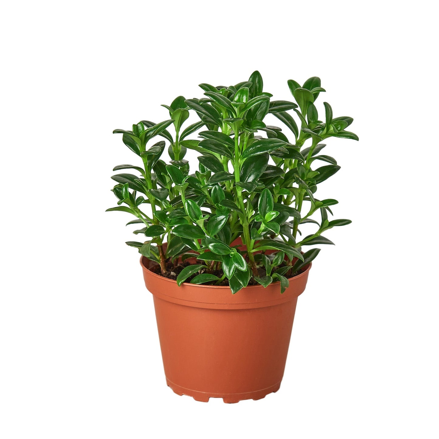 Nematanthus Candy Corn Plant Brazilian Firecracker with glossy leaves in a terracotta pot on Tampa Home & Garden Store