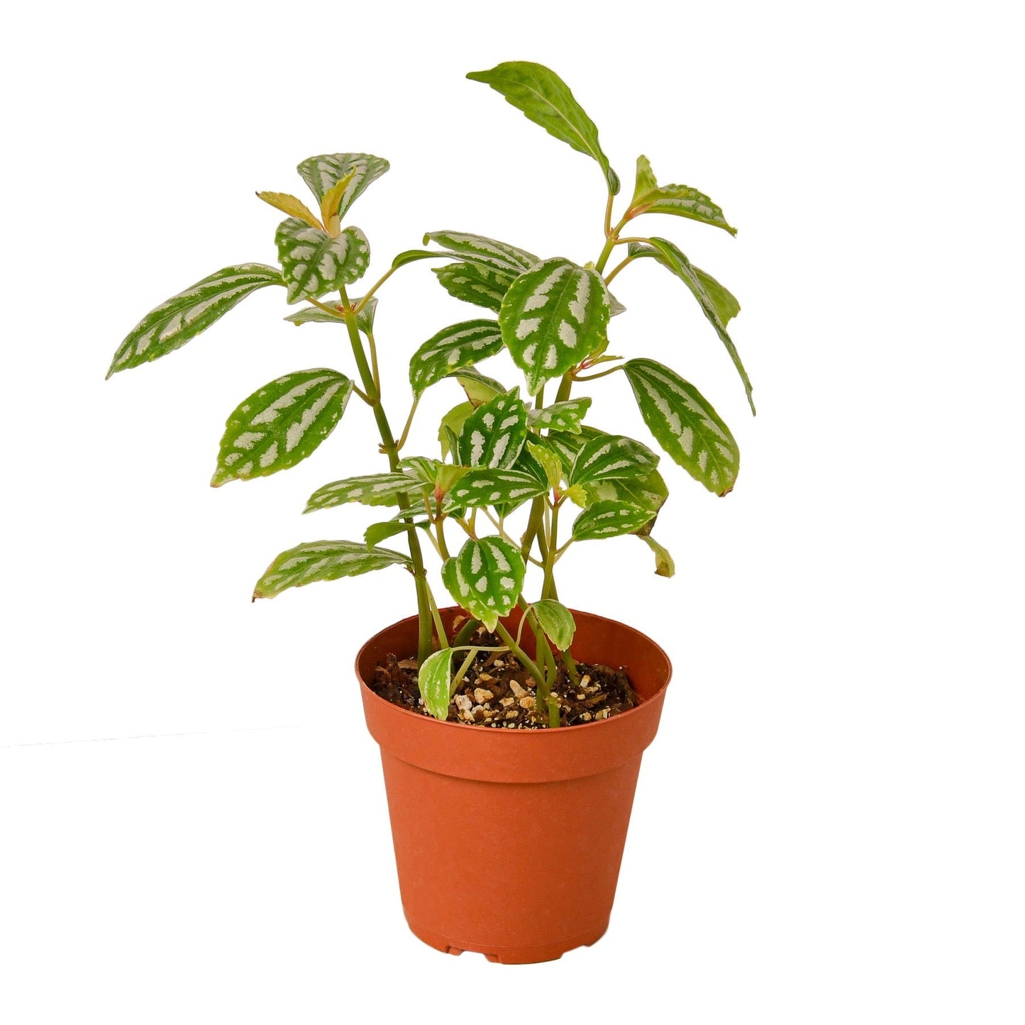 Pilea Aluminum variegated plant in 4-inch terracotta nursery pot Rooted Treasures Farms on Tampa Home & Garden Store