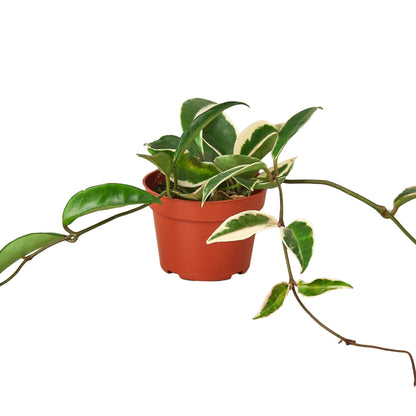 Hoya Carnosa Tricolor variegated indoor plant with green and cream leaves in a terracotta pot on Tampa Home & Garden Store