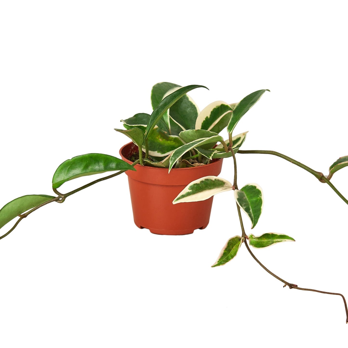 Hoya Carnosa Tricolor indoor plant in 4in nursery pot with variegated green and cream leaves on Tampa Home & Garden Store