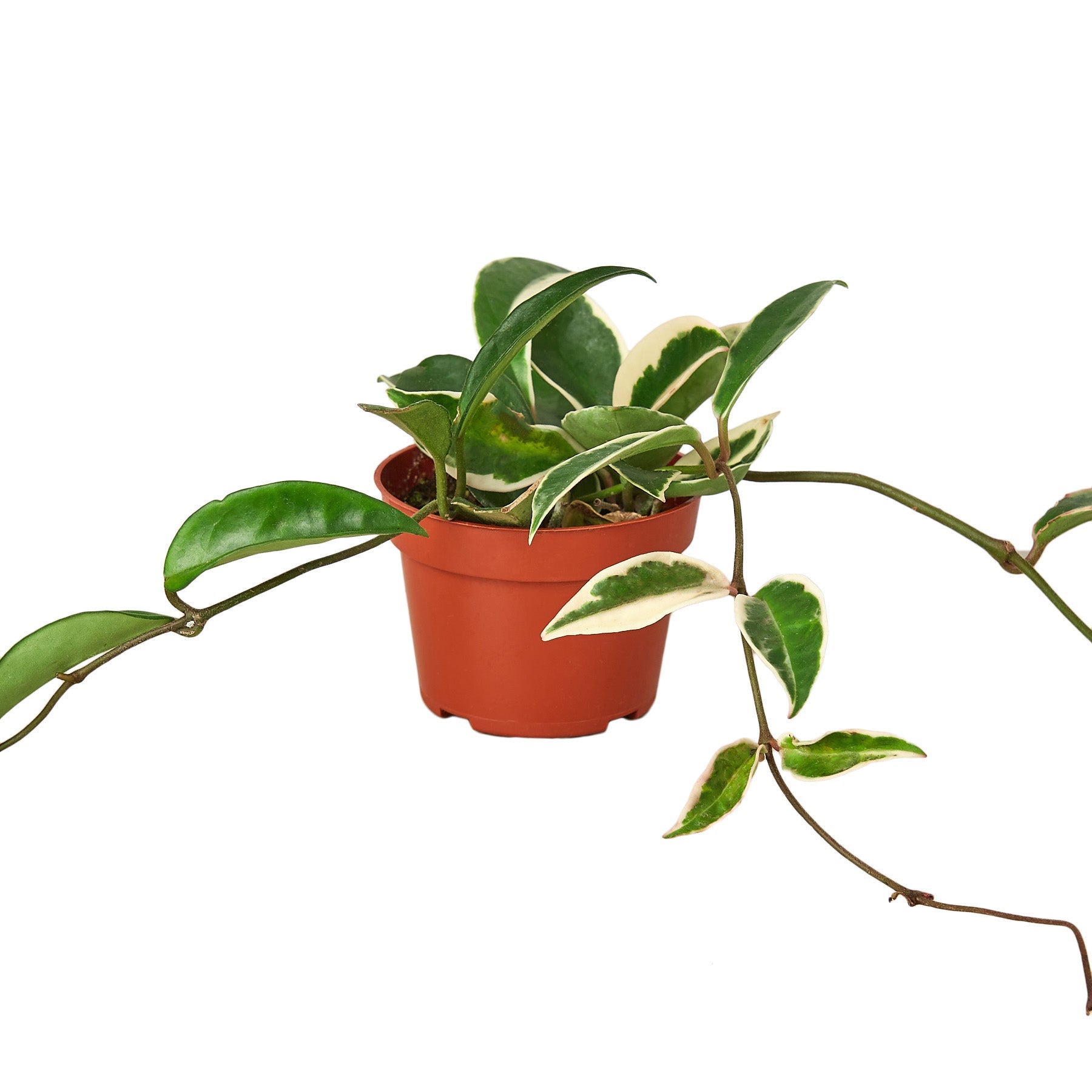 Hoya Carnosa Tricolor indoor plant in 4in nursery pot with variegated green and cream leaves on Tampa Home & Garden Store