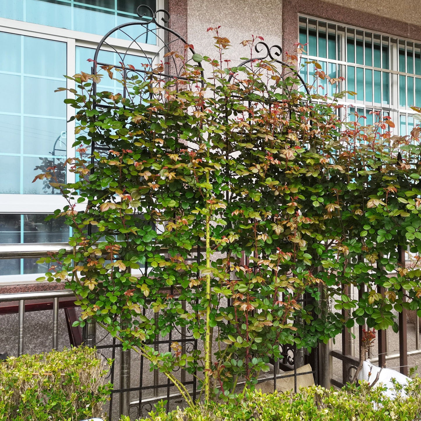 Metal Trellis For Climbing Plants And Vines