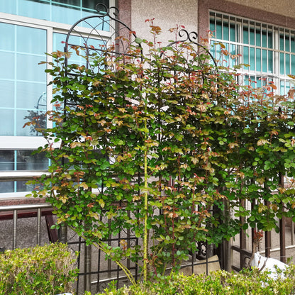 Metal Trellis For Climbing Plants And Vines