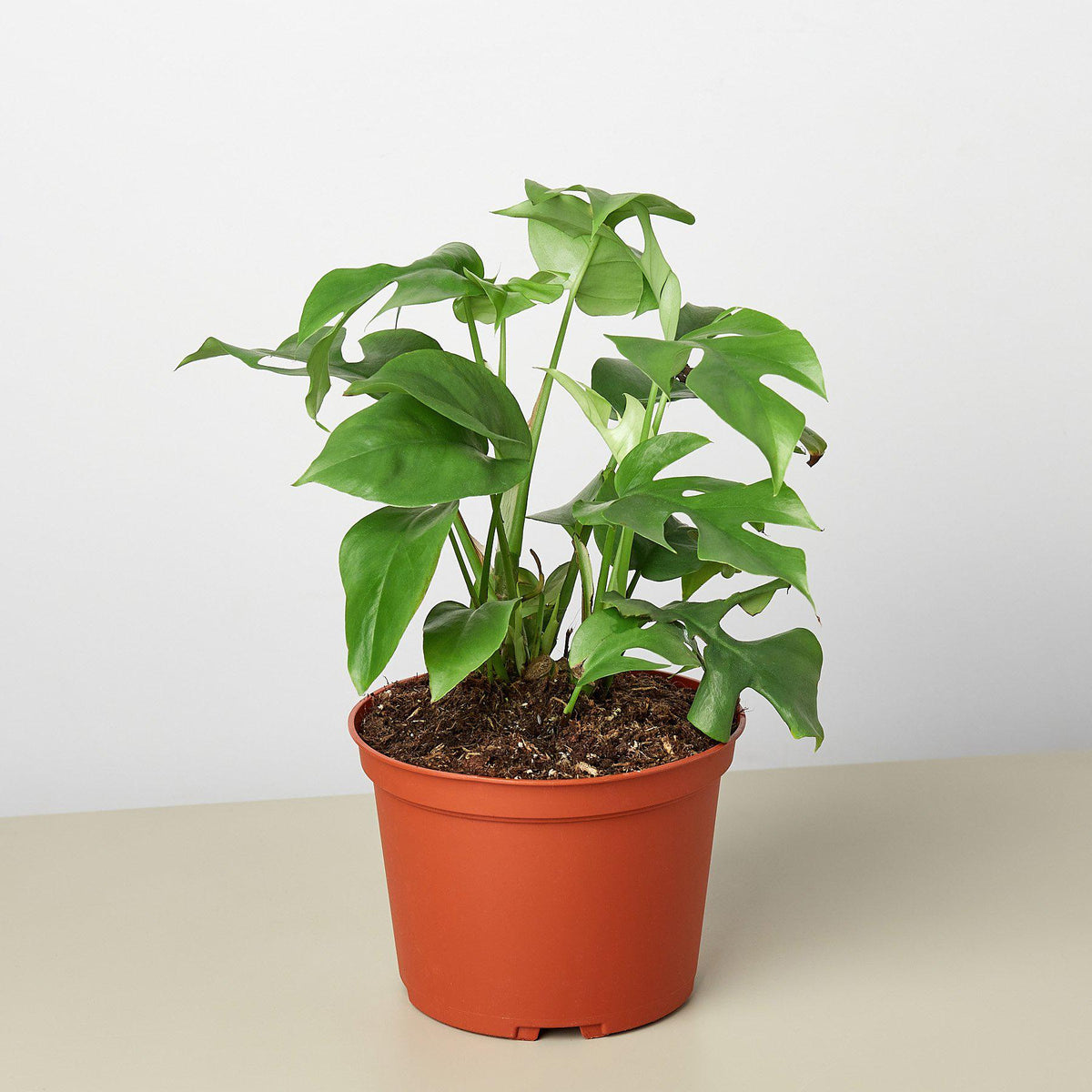 Philodendron Mini Monstera Minima 4-inch indoor plant with green leaves in an orange pot on Tampa Home & Garden Store