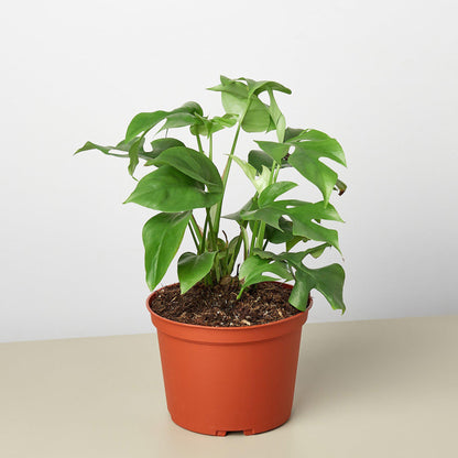 Philodendron Mini Monstera Minima 4-inch indoor plant with green leaves in an orange pot on Tampa Home & Garden Store