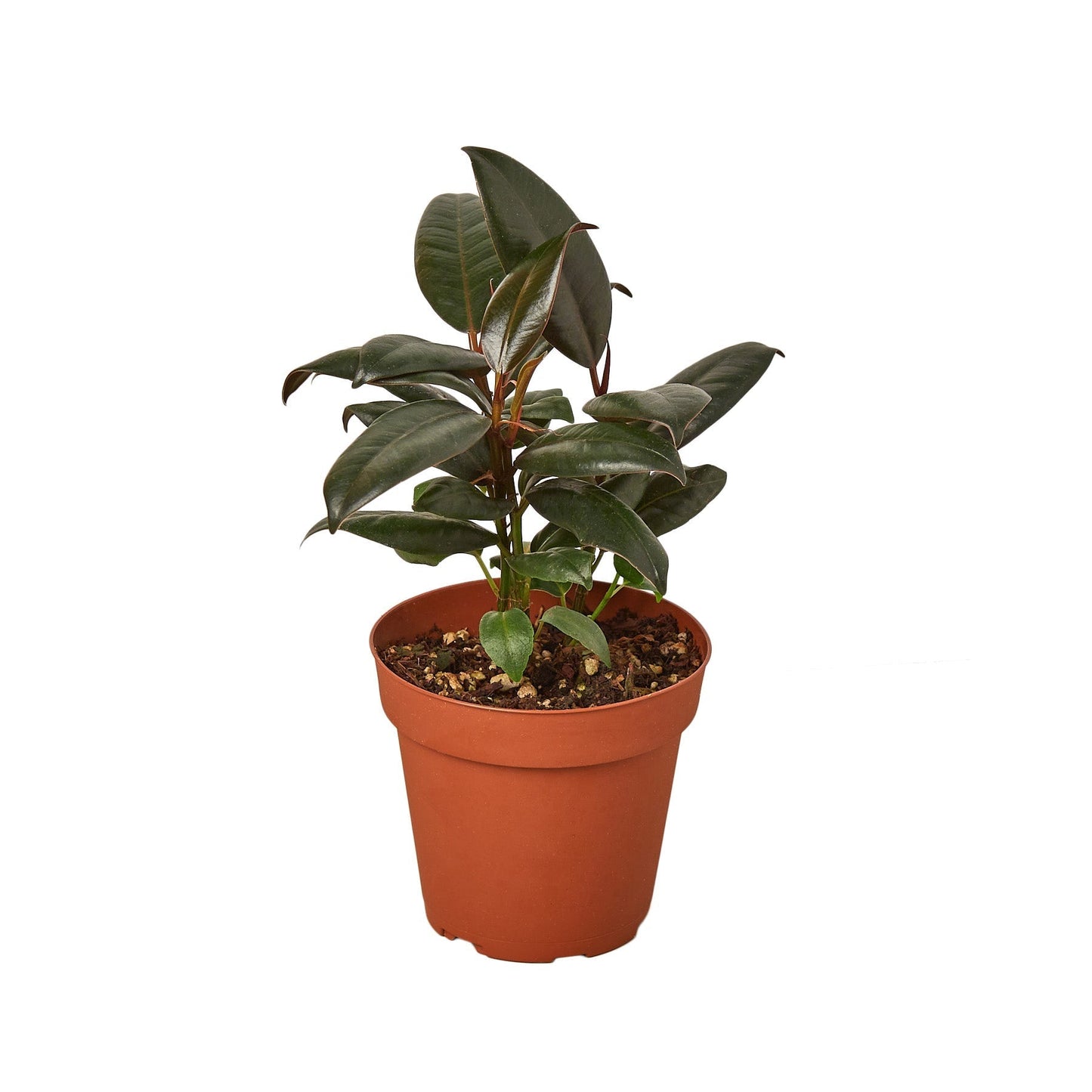 Ficus Elastica Burgundy plant in 4in nursery pot with dark green leaves on Tampa Home & Garden Store
