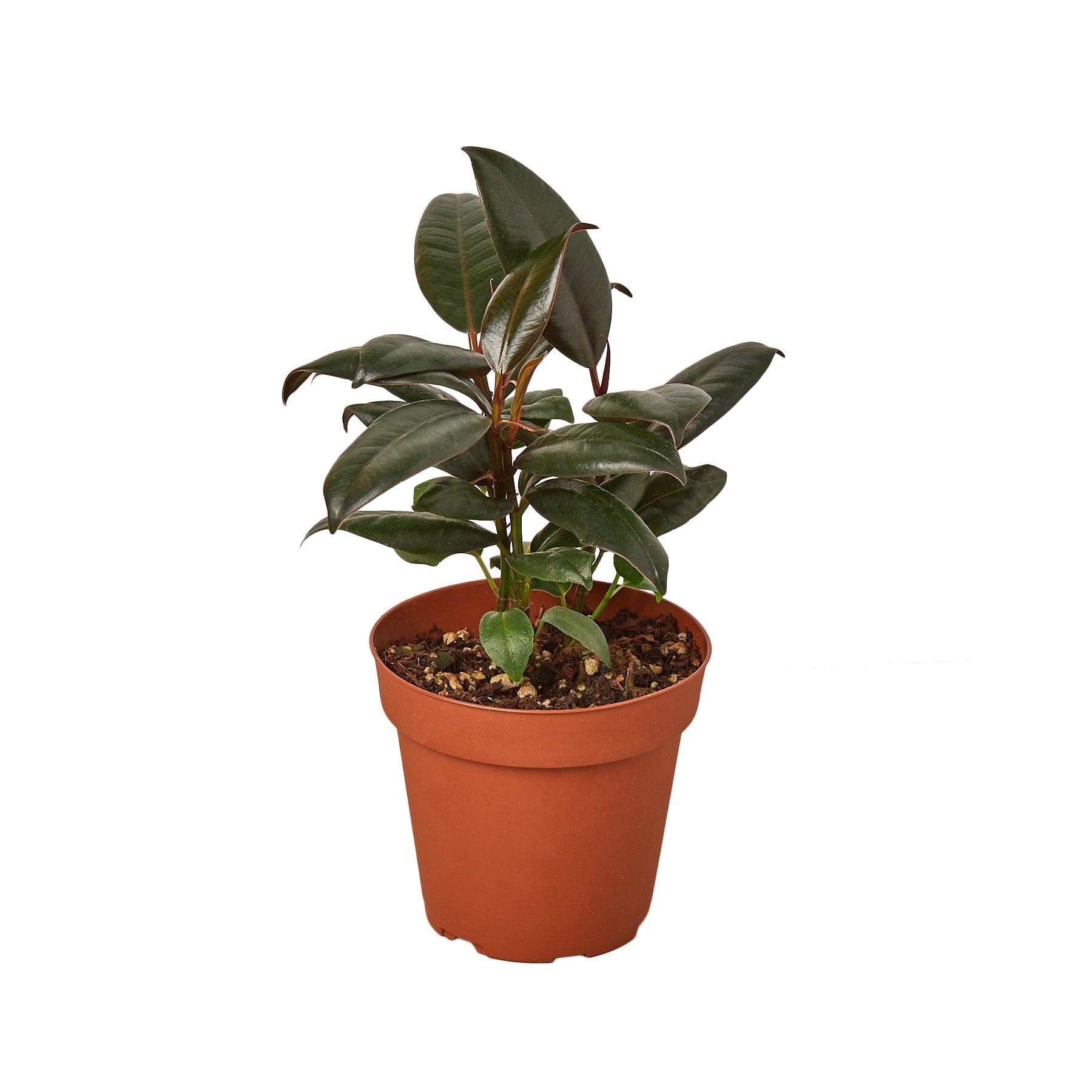 Ficus Elastica Burgundy plant in 4in nursery pot with dark green leaves on Tampa Home & Garden Store