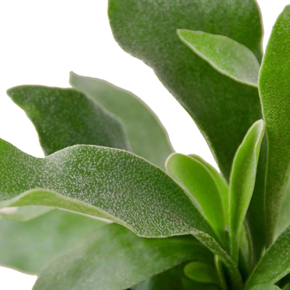 Staghorn fern indoor plant from Rooted Treasures Farms with velvety green leaves on Tampa Home & Garden Store