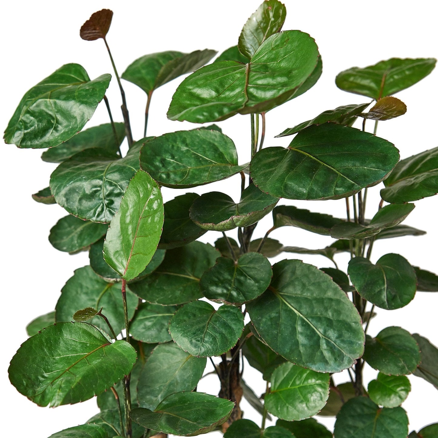 Aralia Fabian Stump indoor plant, green oval leaves on slender stems Rooted Treasures Farms on Tampa Home & Garden Store
