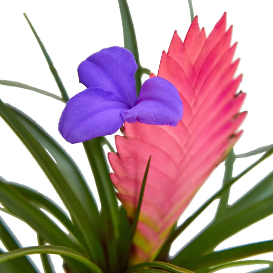 Bromelia Cyanea 'Pluma Rosada'