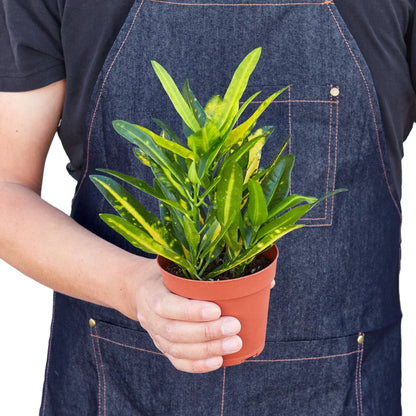 Croton Sunny Star indoor plant with yellow-green variegated leaves in a small pot on Tampa Home & Garden Store