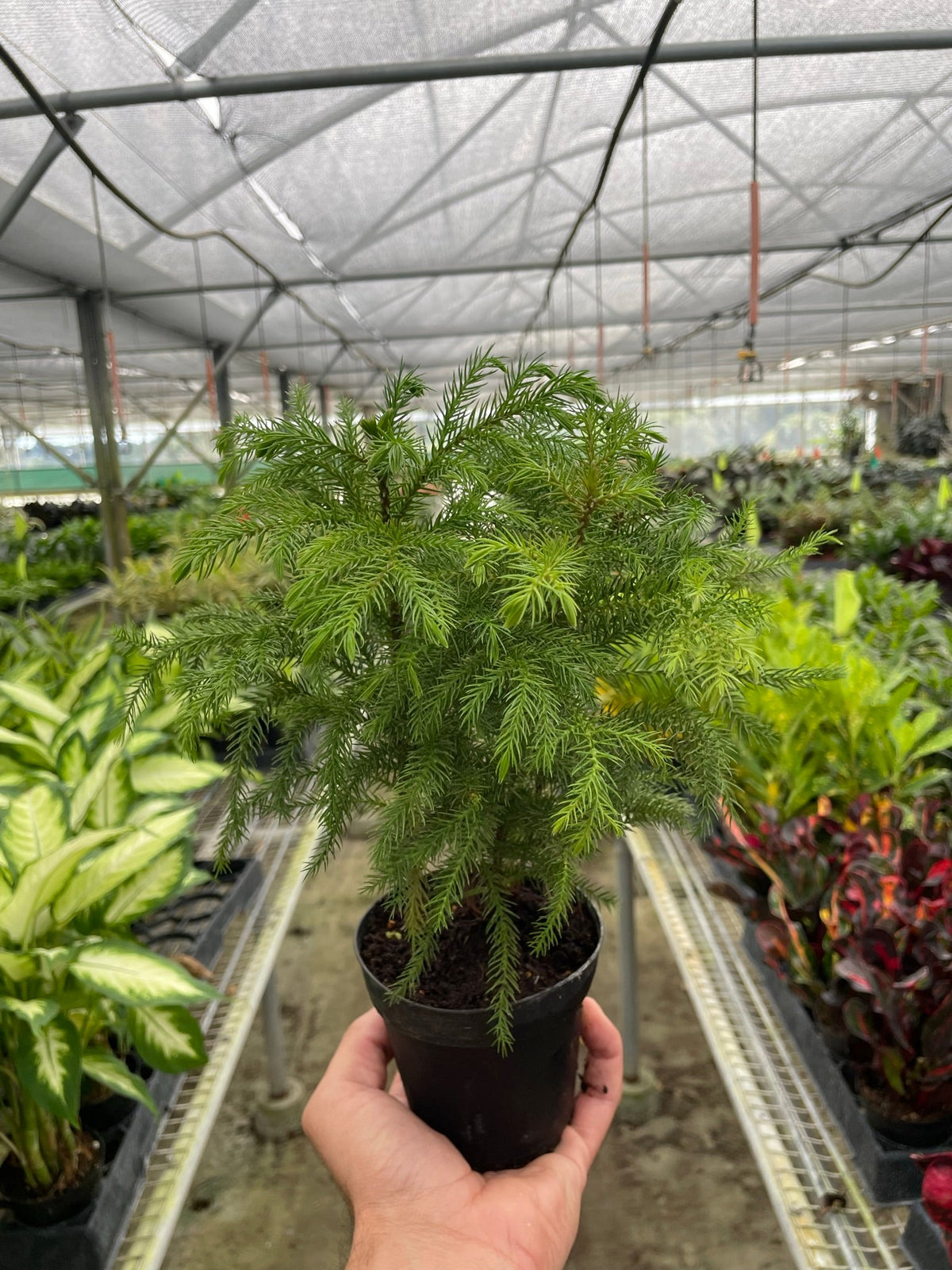 Norfolk Island Pine indoor plant, green feathery needles in a black pot, House Plant Shop on Tampa Home & Garden Store