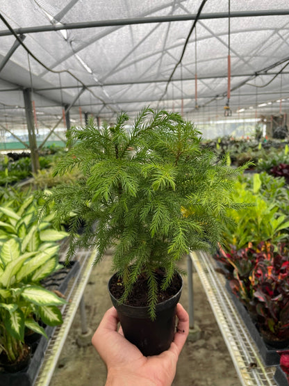 Norfolk Island Pine indoor plant, green feathery needles in a black pot, House Plant Shop on Tampa Home & Garden Store