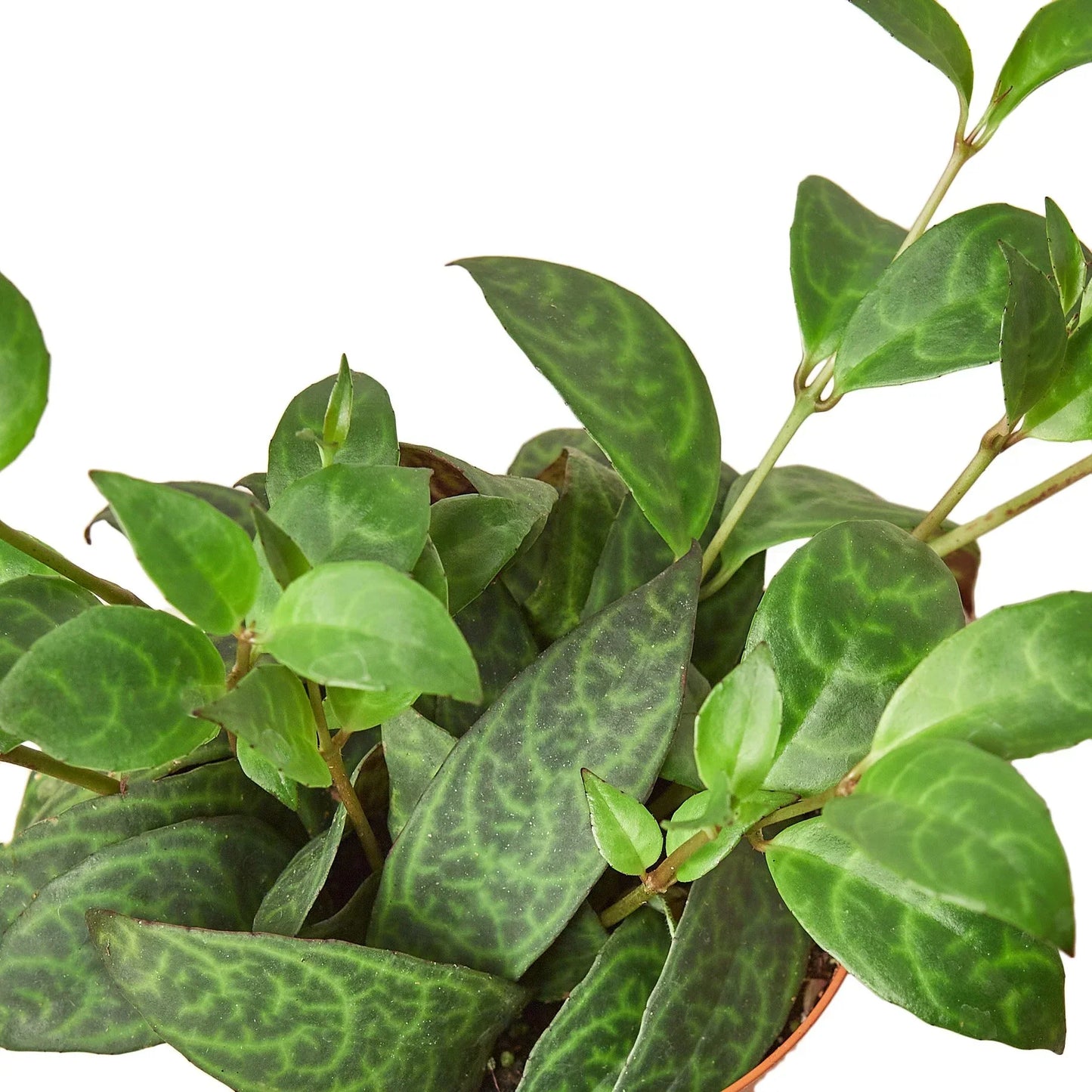 Lipstick Black Pagoda 4-inch plant from Rooted Treasures Farms with green leaves in a pot on Tampa Home & Garden Store