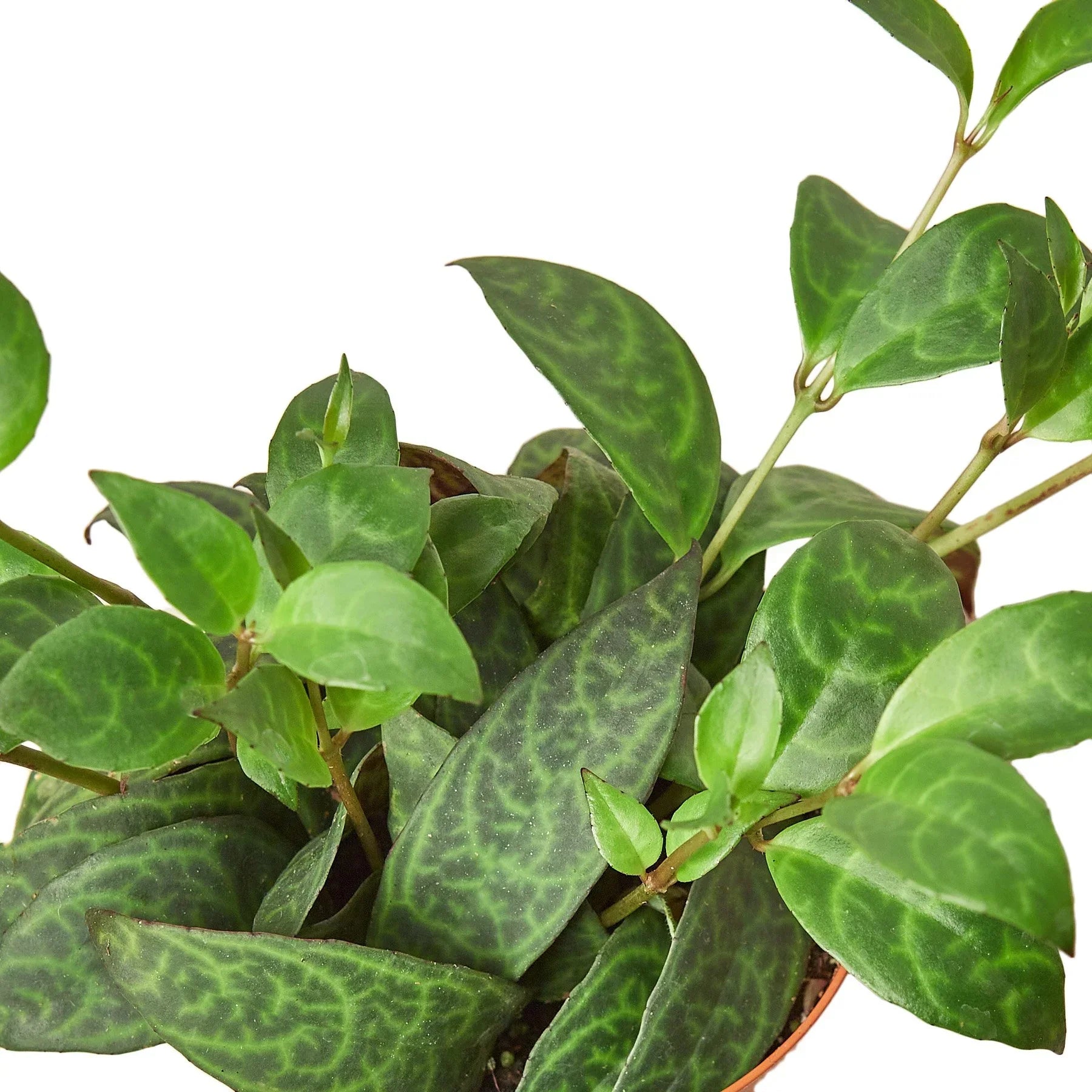 Lipstick Black Pagoda 4-inch plant from Rooted Treasures Farms with green leaves in a pot on Tampa Home & Garden Store