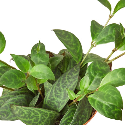 Lipstick Black Pagoda 4-inch plant from Rooted Treasures Farms with green leaves in a pot on Tampa Home & Garden Store