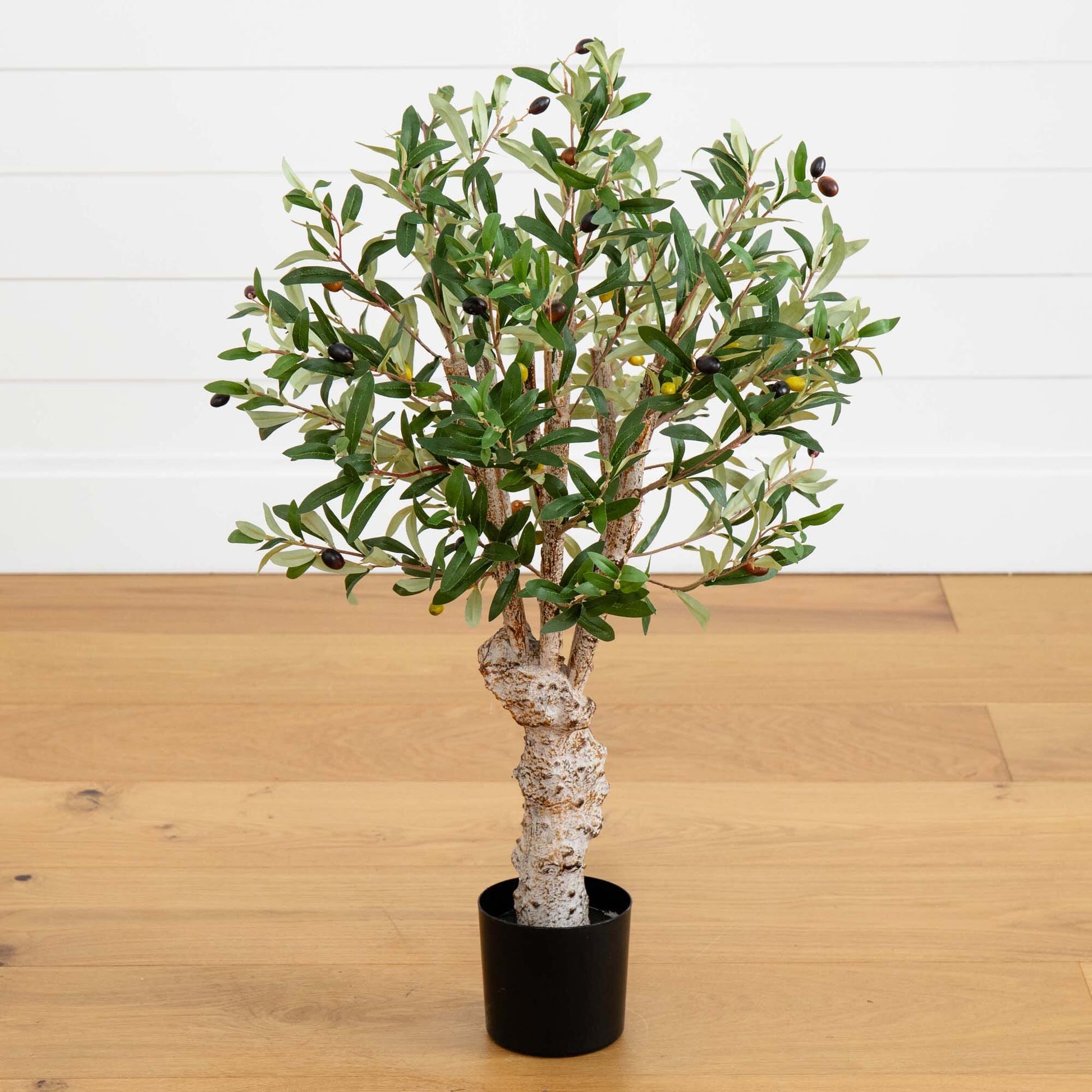 2.5' Olive Silk Tree - Tampa Home & Garden Store