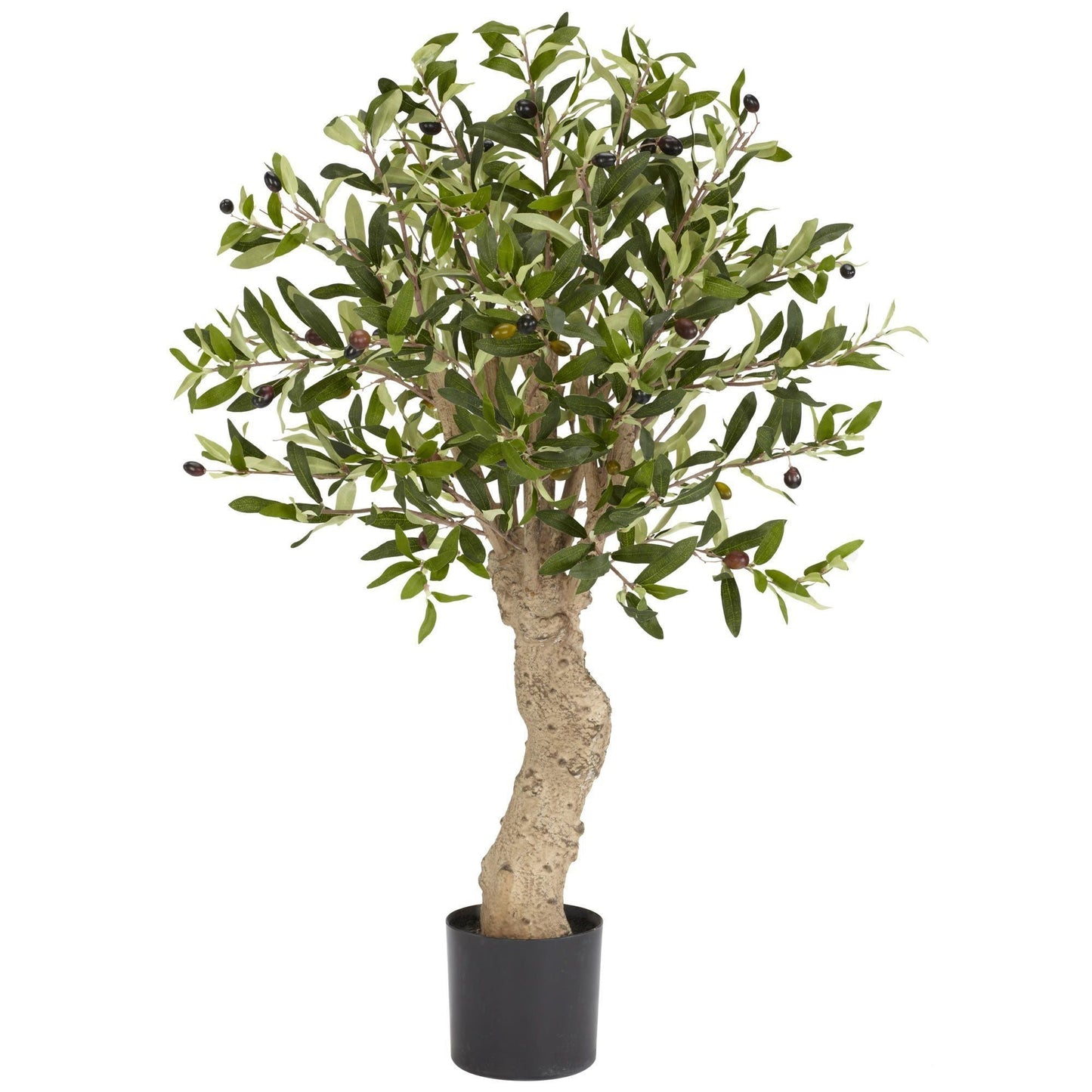 2.5' Olive Silk Tree - Tampa Home & Garden Store