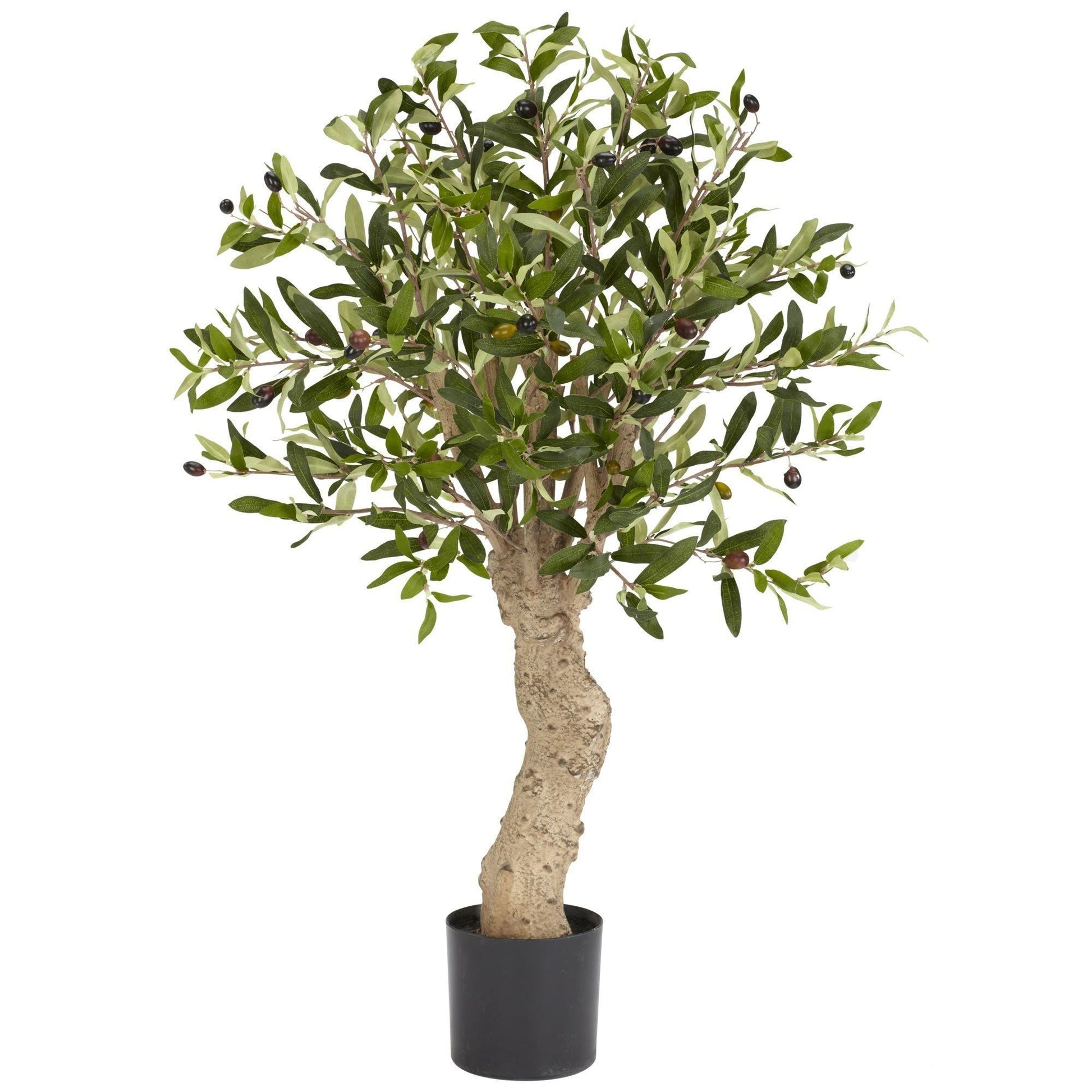 2.5' Olive Silk Tree - Tampa Home & Garden Store
