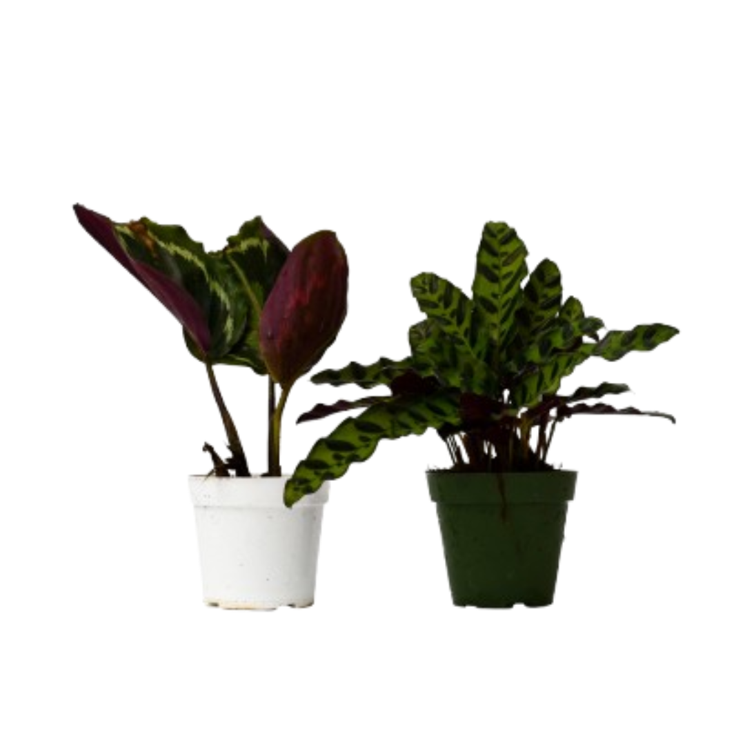 Calathea 4-inch variety pack with 2 plants in white and green pots Rooted Treasures Farms on Tampa Home & Garden Store