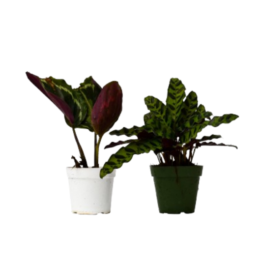 Calathea 4-inch variety pack with 2 plants in white and green pots Rooted Treasures Farms on Tampa Home & Garden Store