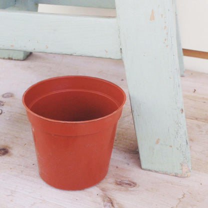 2" Growing Pot - Tampa Home & Garden Store