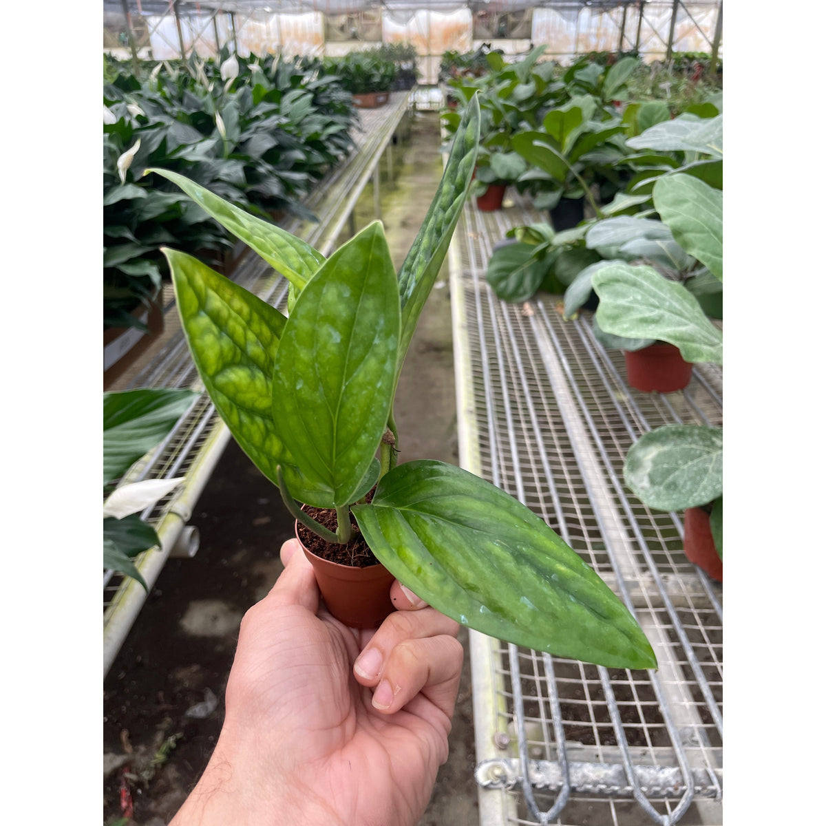 Monstera Peru indoor plant with glossy green leaves in small pot on Tampa Home & Garden Store