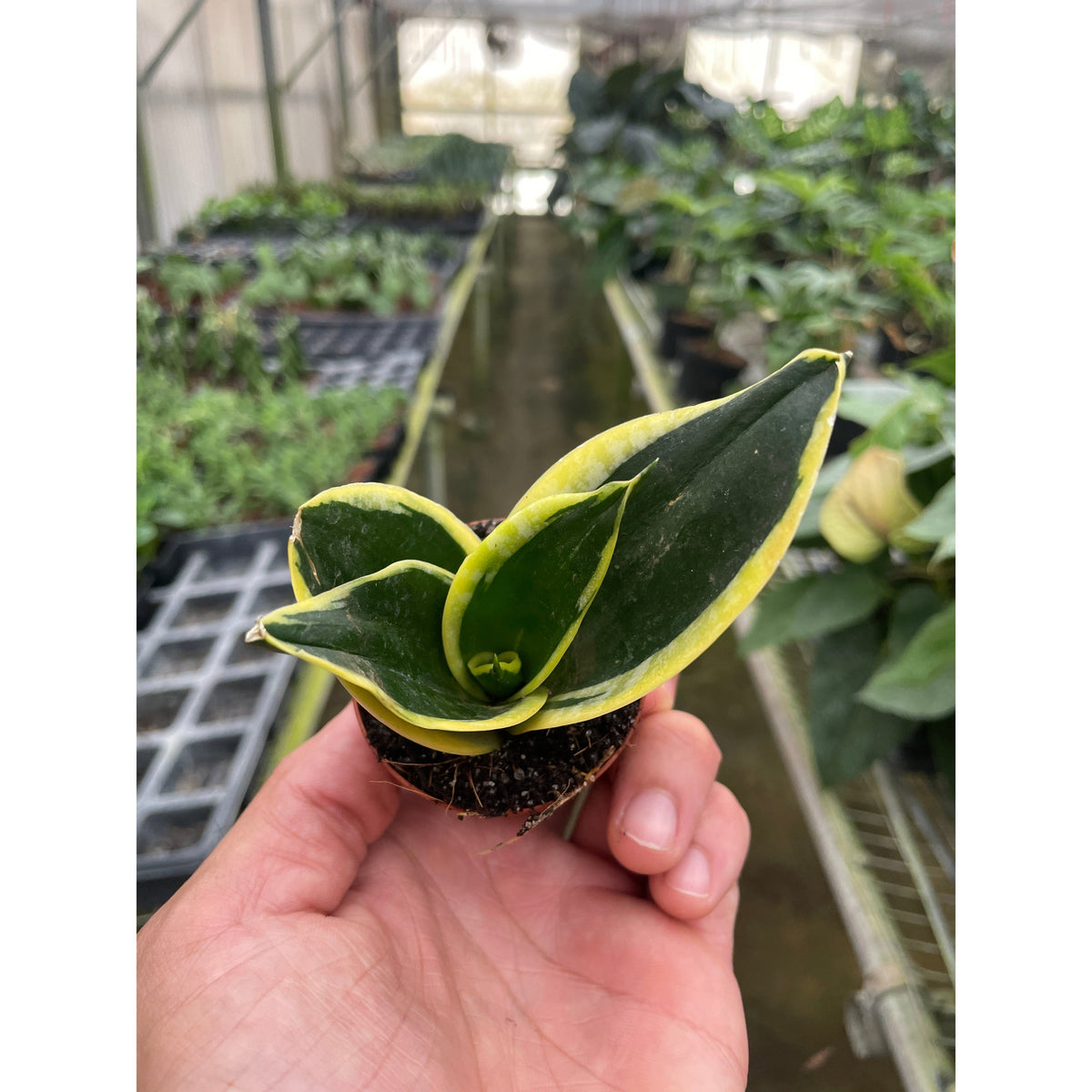 Snake Plant Black Gold in small pot with yellow-edged leaves indoor plant House Plant Shop on Tampa Home & Garden Store