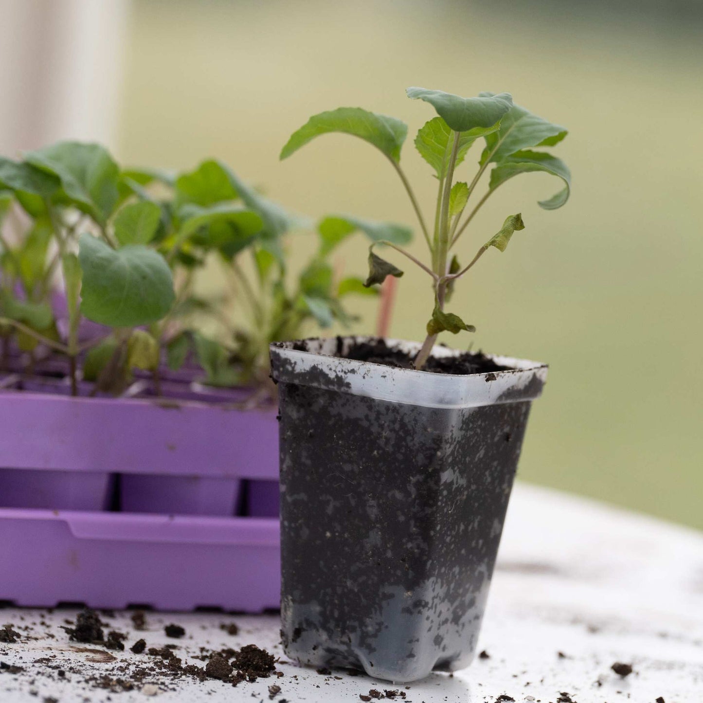 Pots de démarrage de semences – 2,5 po extra-résistants