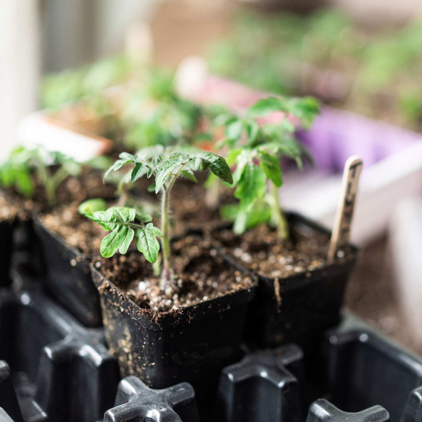 Pots de démarrage de semences – 2,5 po extra-résistants