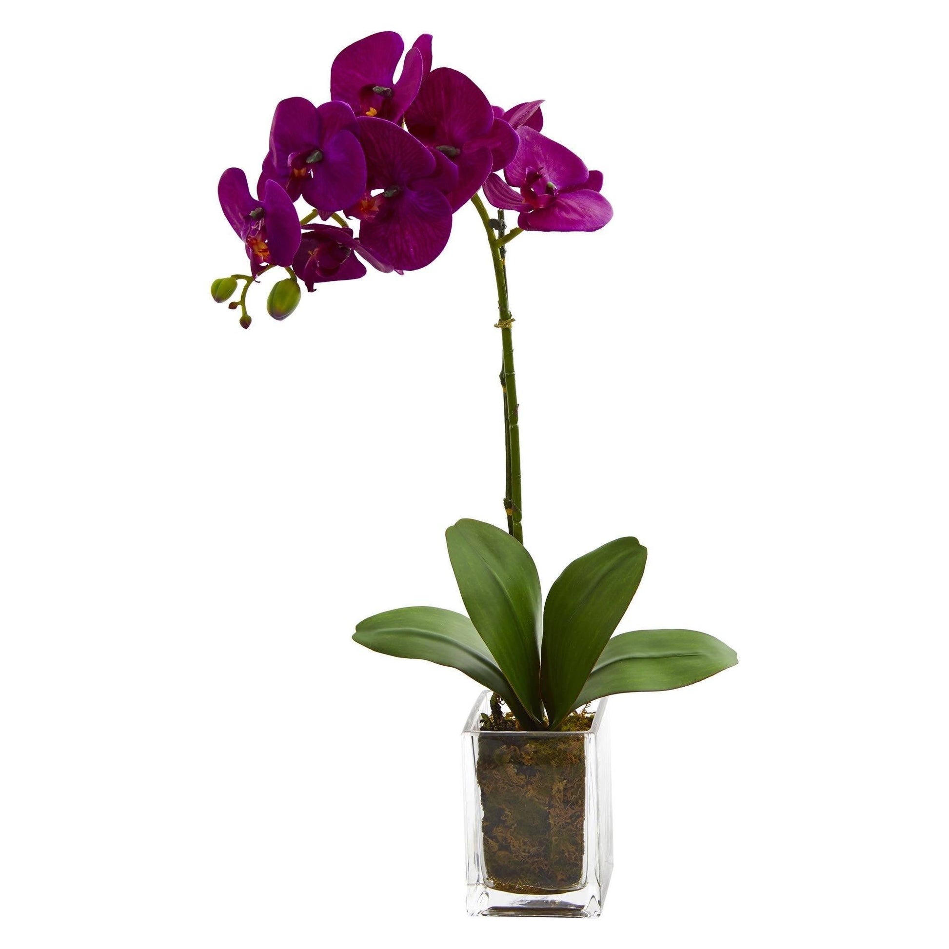 20” Orchid Phalaenopsis in vase - Tampa Home & Garden Store