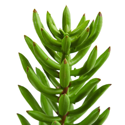 20” Succulent Spray Artificial Plant (Set of 6) - Tampa Home & Garden Store