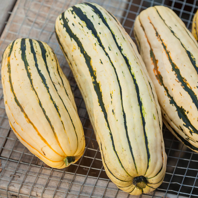 Graines de courge d'hiver Delicata (biologiques)