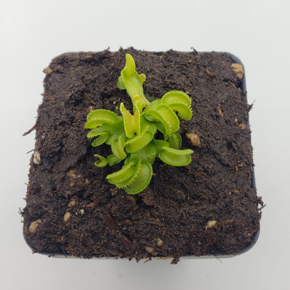 Venus flytrap (Dionaea muscipula) "GJ Giant Cudo"
