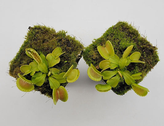 Venus flytrap (Dionaea muscipula) 'Cracker'