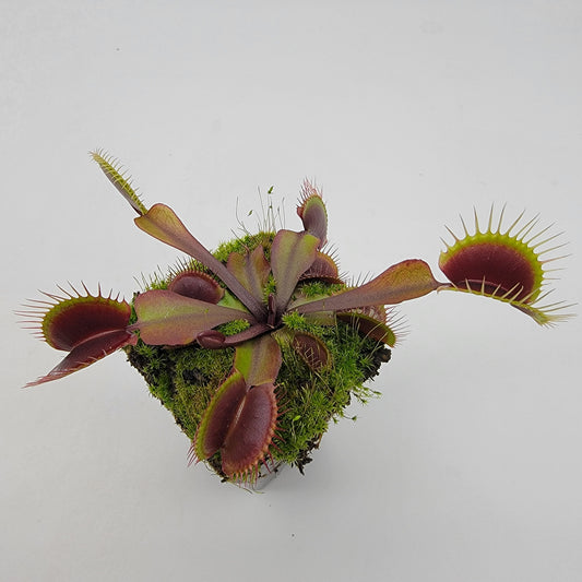 Venus Flytrap Plant 'Red Burgundy'