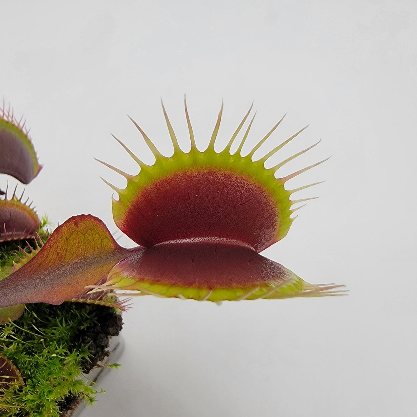 Venus Flytrap Plant 'Red Burgundy'