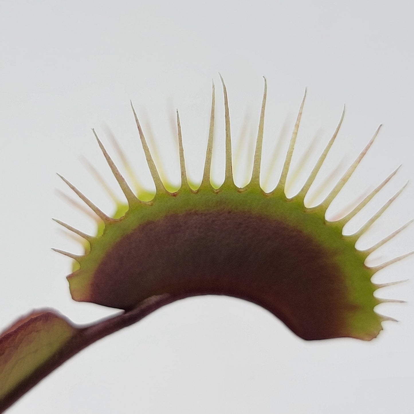 Venus Flytrap Plant 'Red Burgundy'