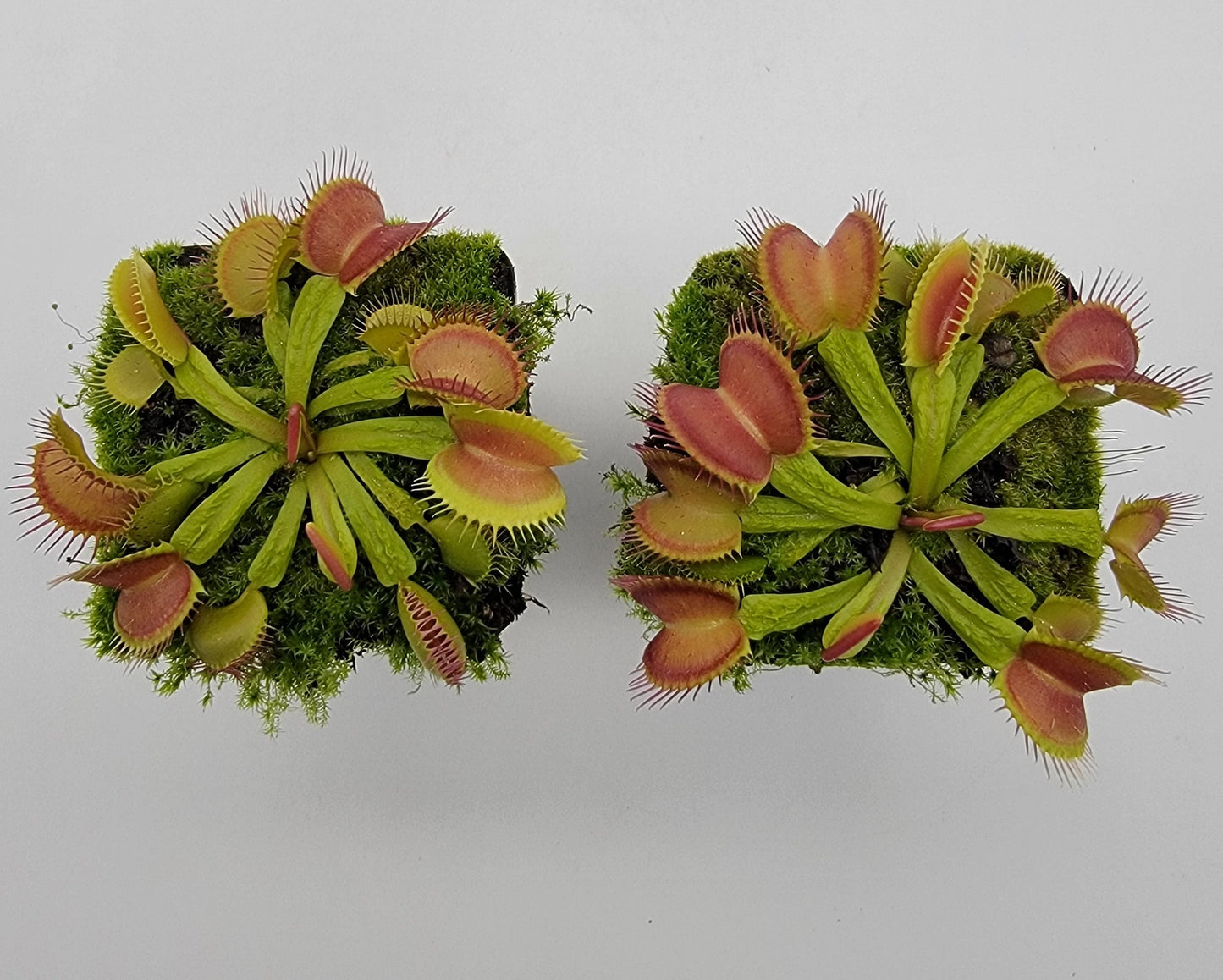 Venus Flytrap Plant 'Schuppenstiel II'
