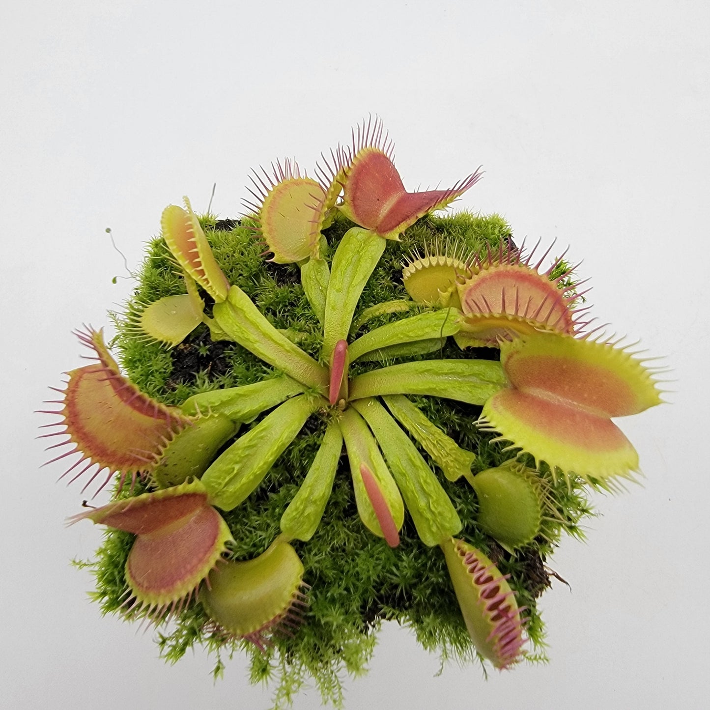 Venus Flytrap Plant 'Schuppenstiel II'