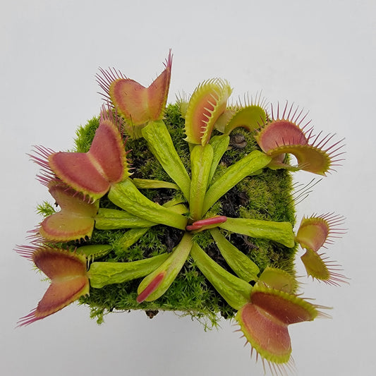 Venus Flytrap Plant 'Schuppenstiel II'