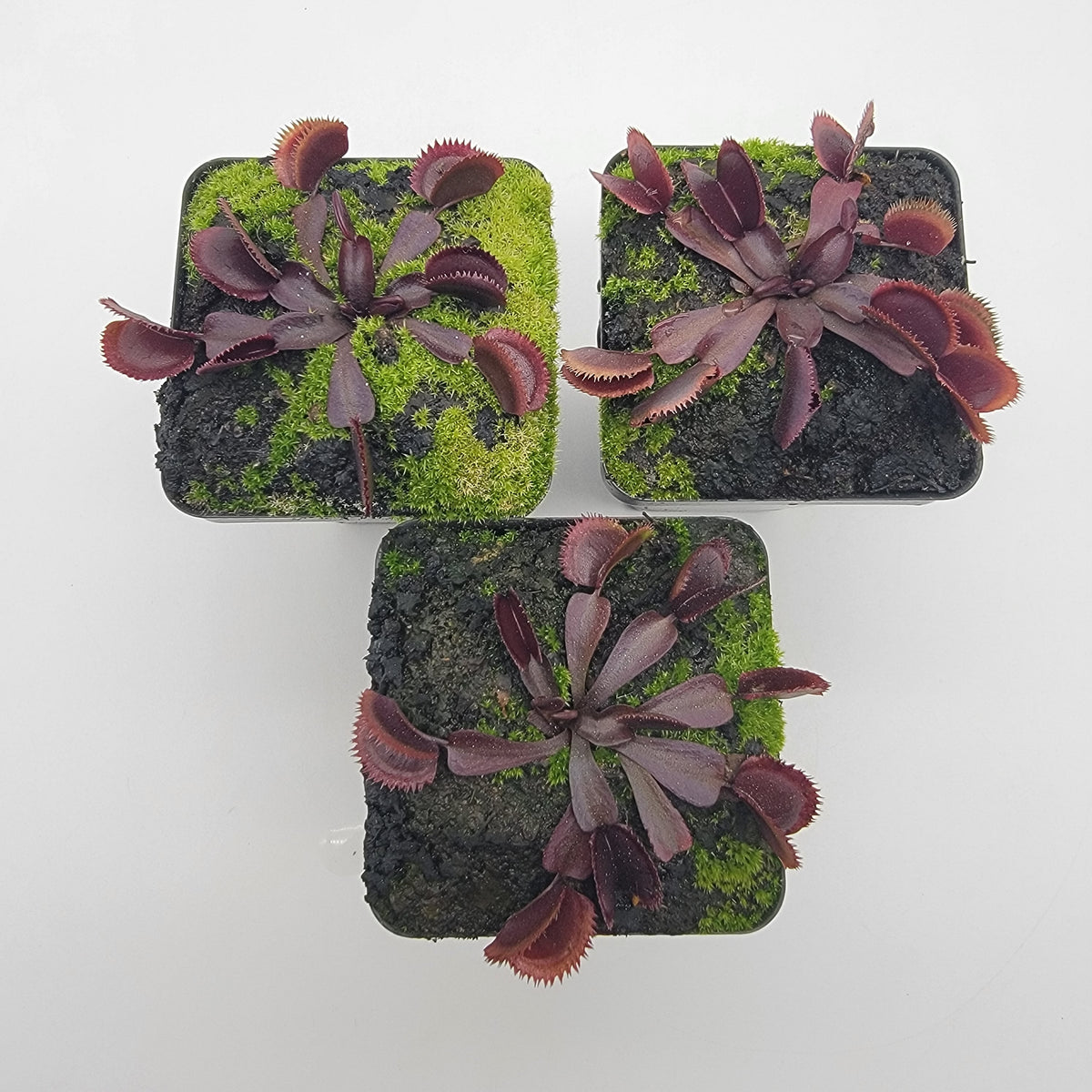 Venus flytrap Midnight cultivar burgundy leaves, mossy pots, three plants Rainbow Carnivorous on Tampa Home & Garden Store