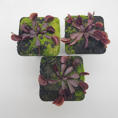 Venus flytrap Midnight cultivar burgundy leaves, mossy pots, three plants Rainbow Carnivorous on Tampa Home & Garden Store