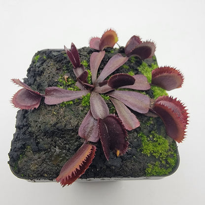 Venus flytrap Midnight in burgundy rosettes with green moss in a pot on black soil on Tampa Home & Garden Store