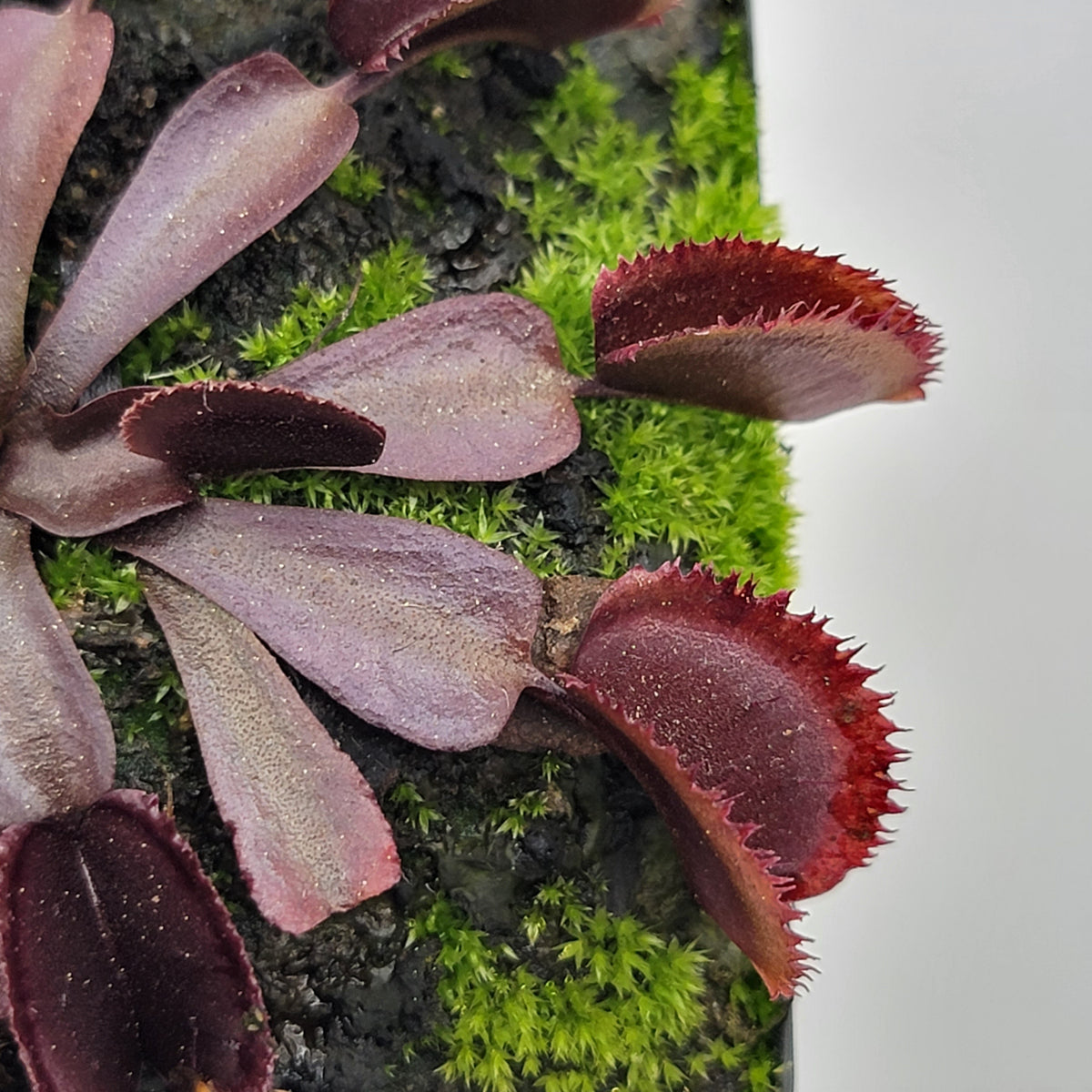 Venus flytrap Midnight with burgundy traps and serrated edges in green mossy pot on Tampa Home & Garden Store
