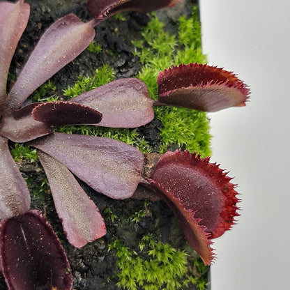 Venus flytrap Midnight with burgundy traps and serrated edges in green mossy pot on Tampa Home & Garden Store