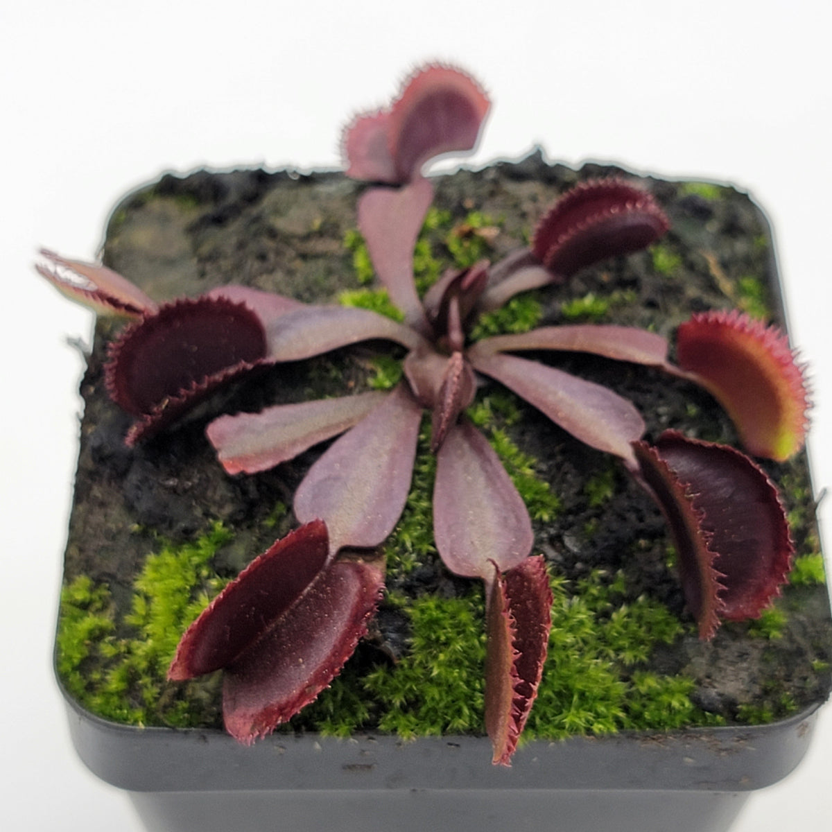Venus flytrap Midnight potted burgundy traps with moss from Rainbow Carnivorous Plants LLC on Tampa Home & Garden Store